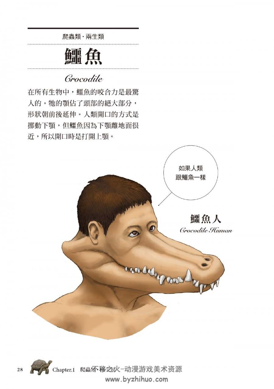 超猎奇！人体动物图鉴① 乌龟的壳其实是肋骨 PDF 全一册 百度网盘下载
