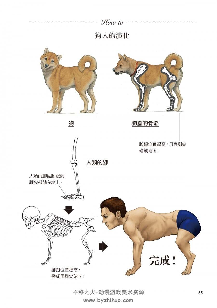 超猎奇！人体动物图鉴① 乌龟的壳其实是肋骨 PDF 全一册 百度网盘下载