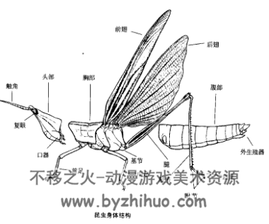 生物图典 昆虫图谱 PDF格式 百度网盘下载