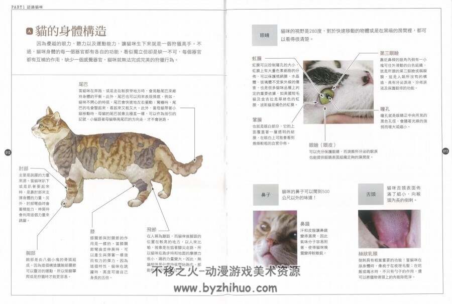 猫咪家庭医学大百科 百度网盘下载