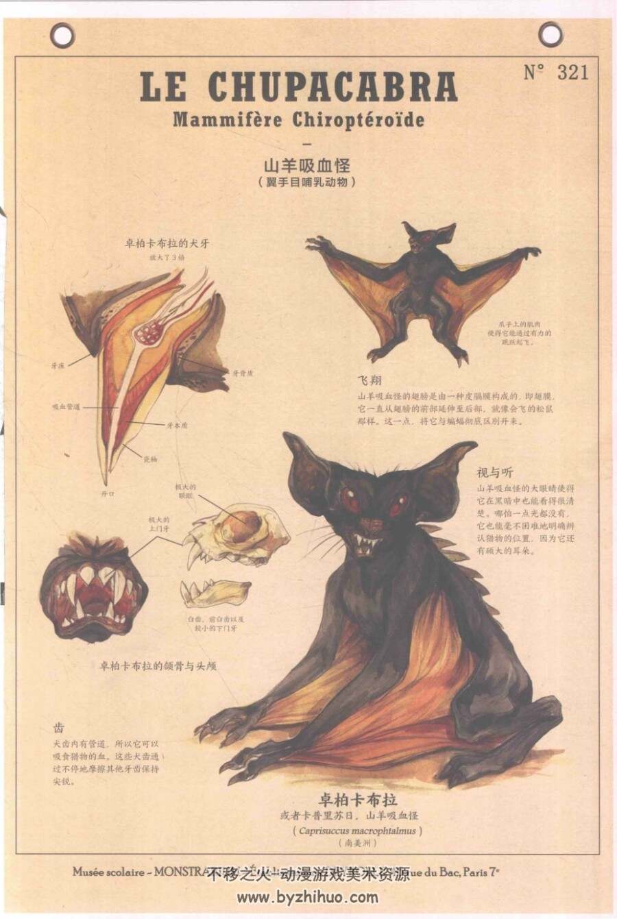 博物学家的神秘动物图鉴百度网盘下载赏析