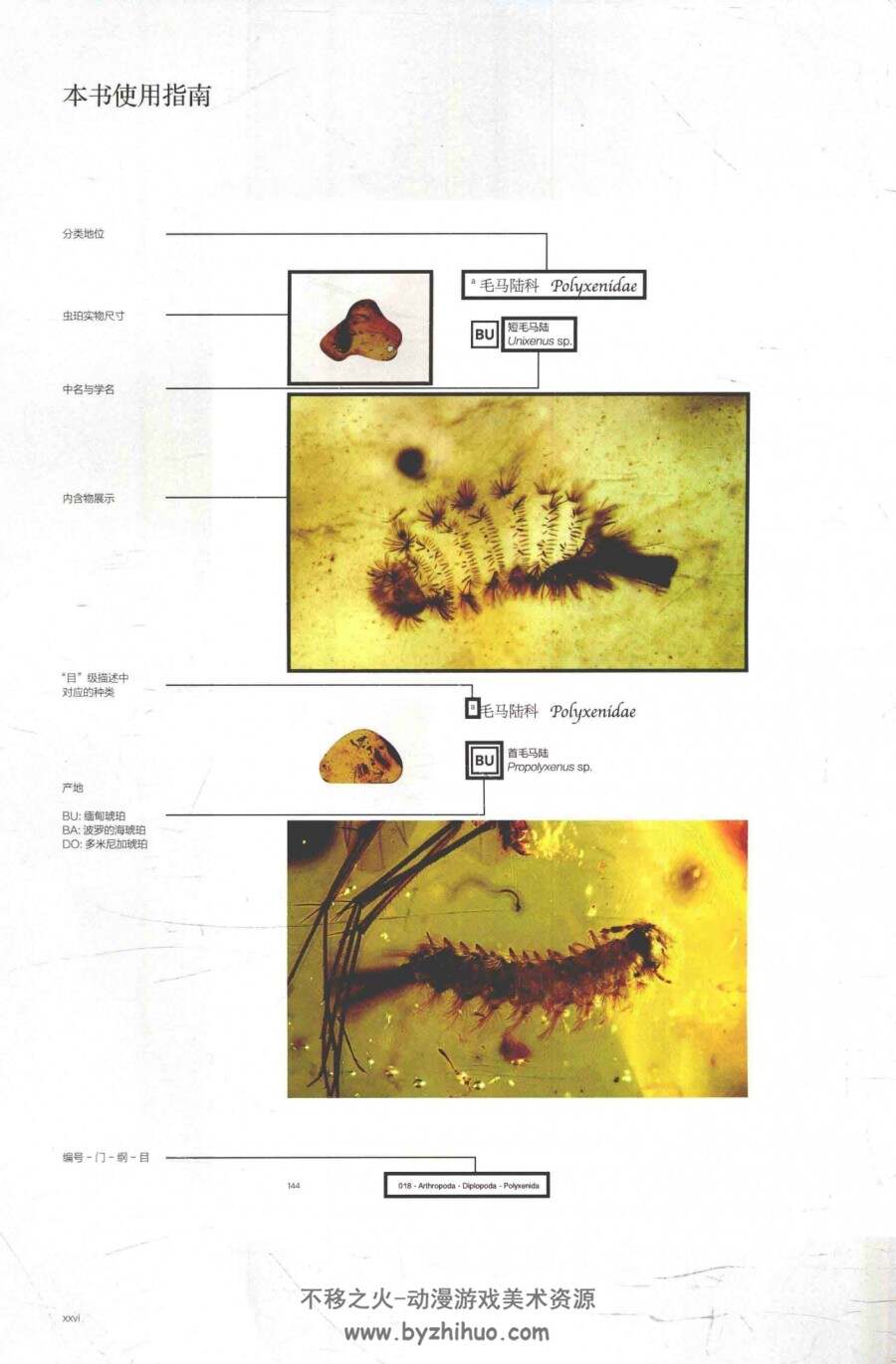 凝固的时空-琥珀中的昆虫及其他无脊椎动物 百度网盘下载赏析