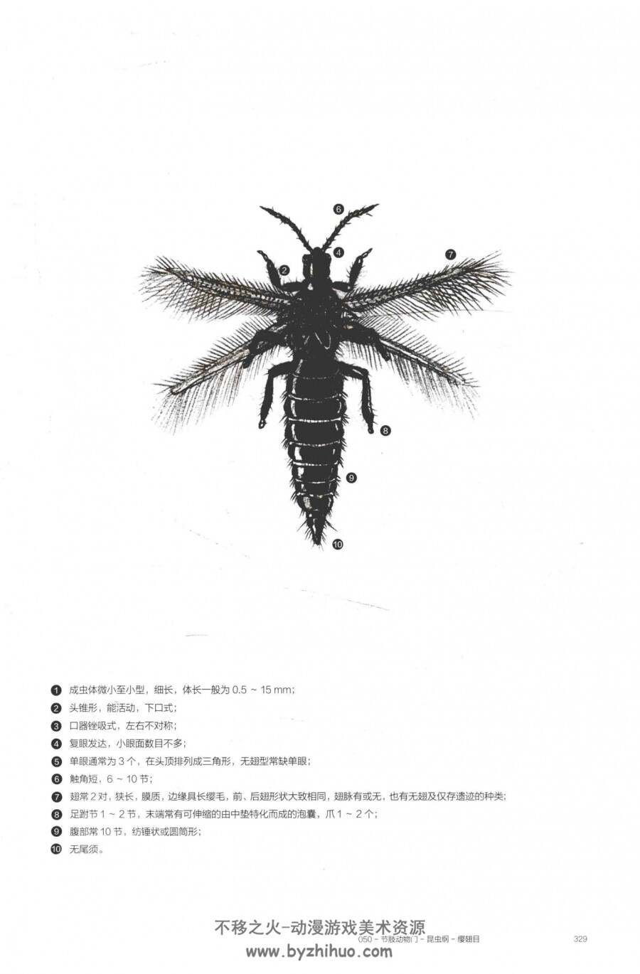 凝固的时空-琥珀中的昆虫及其他无脊椎动物 百度网盘下载赏析