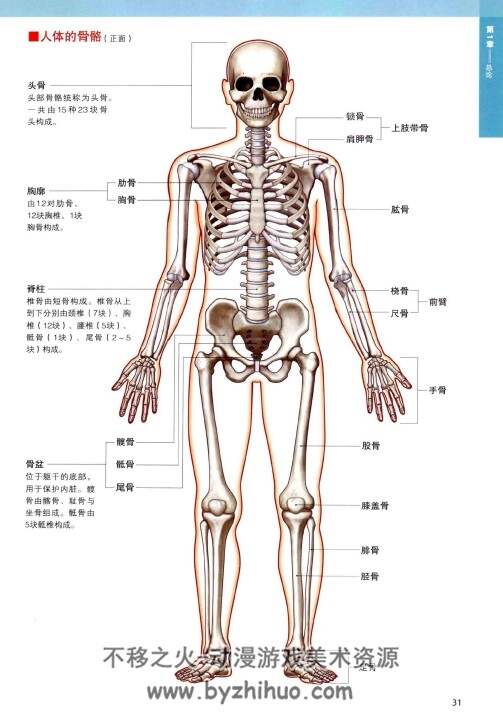 3D人体解剖图 坂井建雄 桥本尚词 彩图pdf格式 百度网盘下载