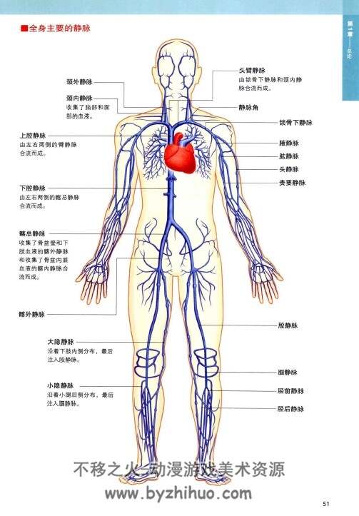 3D人体解剖图 坂井建雄 桥本尚词 彩图pdf格式 百度网盘下载