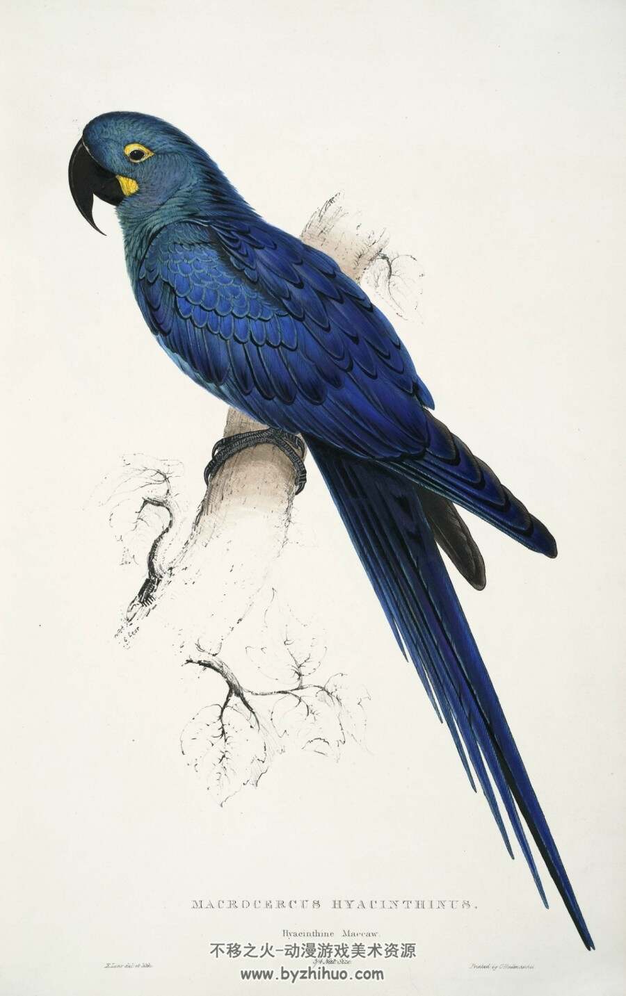 金刚鹦鹉画本 Illustrations of the family of Psittacidae.Lear Edward.1832