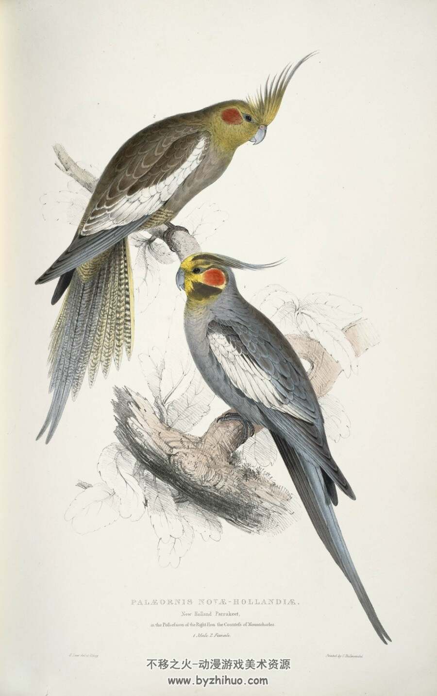 金刚鹦鹉画本 Illustrations of the family of Psittacidae.Lear Edward.1832