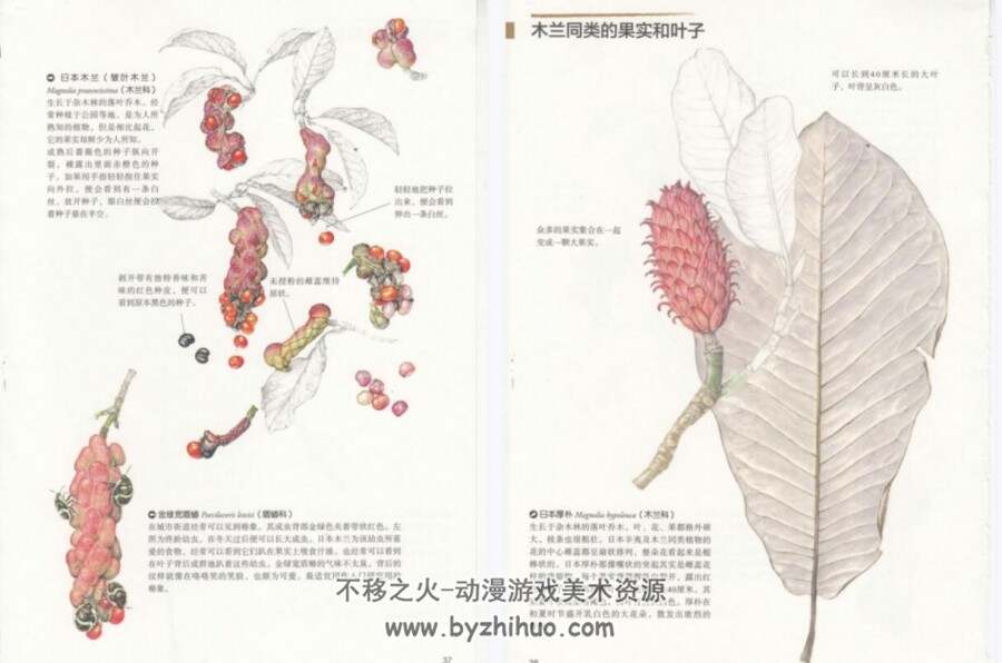 原野漫步 250种植物果实与红叶的手绘自然笔记 百度网盘下载
