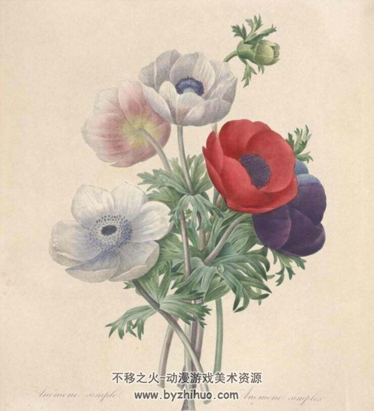 皮埃尔 约瑟夫·雷杜德的植物图谱 百度网盘下载