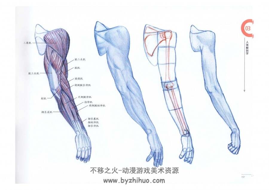 艺用动态解剖 金乐熹 中文版 人体解剖肌肉动态学习资料