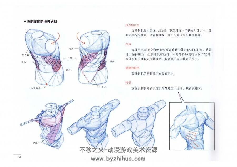 艺用动态解剖 金乐熹 中文版 人体解剖肌肉动态学习资料