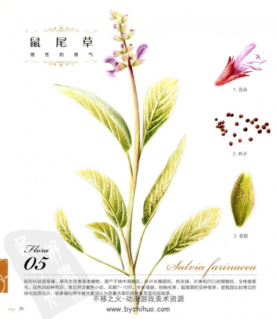 植物绘 38种梦幻植物的色铅笔图绘 百度网盘下载