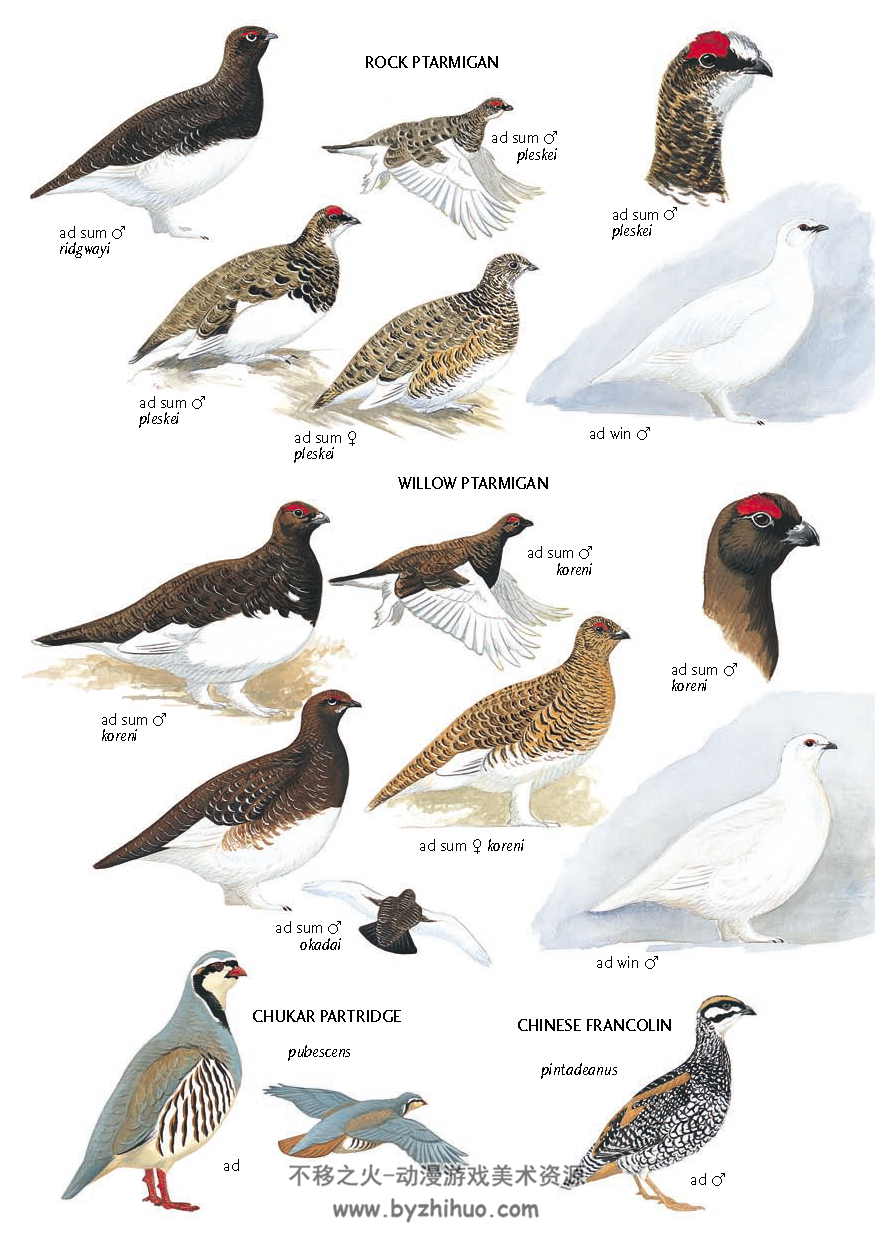99种鸟的名称 鸟类图片