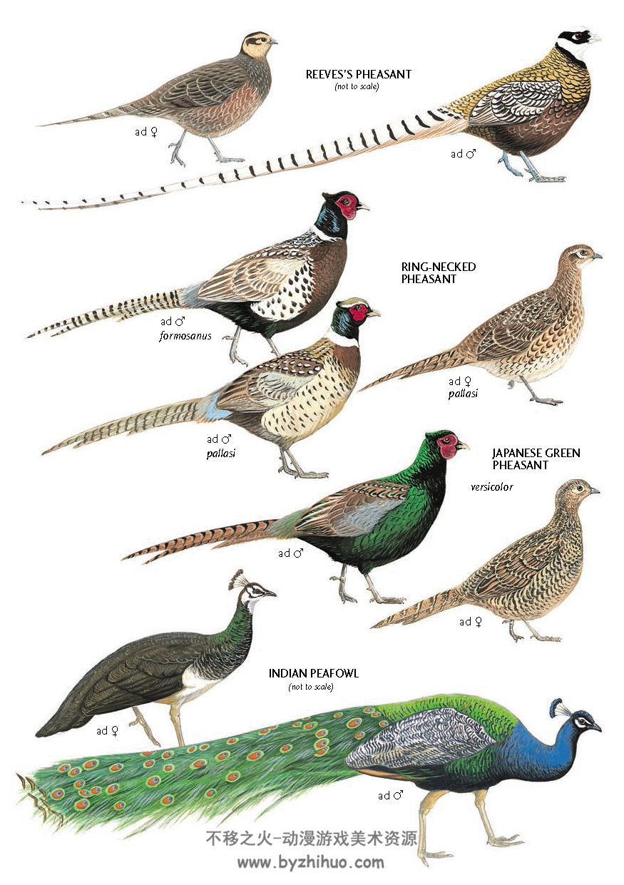 世界鸟类图鉴 PDF格式合集整理 百度网盘下载