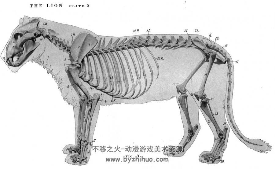 动物结构 肌肉骨骼参考图 百度网盘下载
