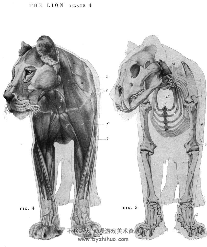 动物结构 肌肉骨骼参考图 百度网盘下载