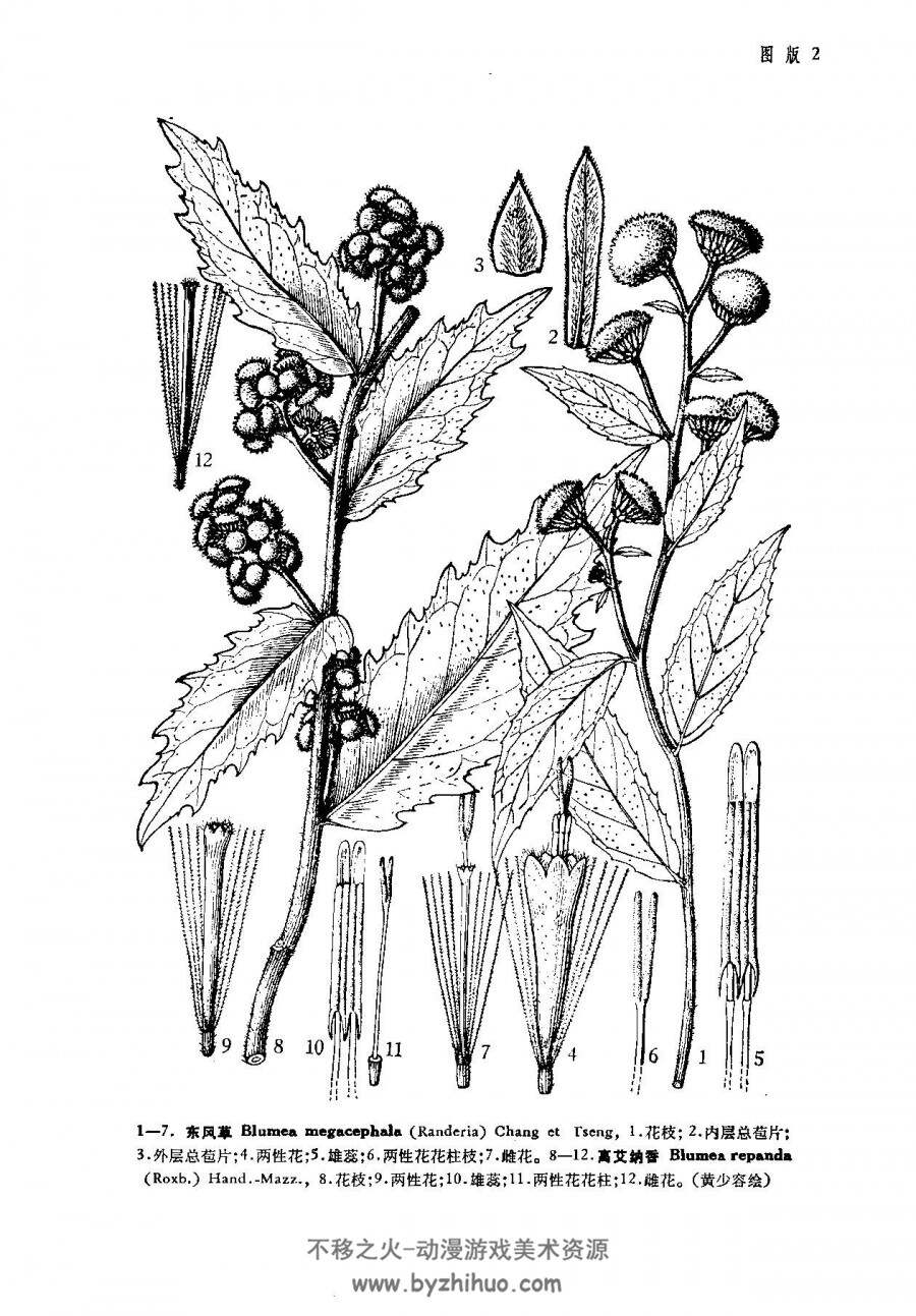 中国植物志 2000年版 全80卷共126册 黑白百度网盘下载