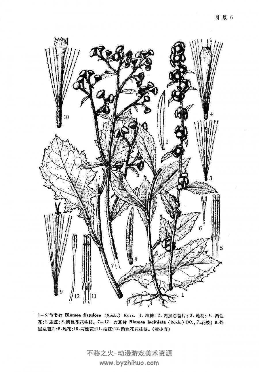 中国植物志 2000年版 全80卷共126册 黑白百度网盘下载