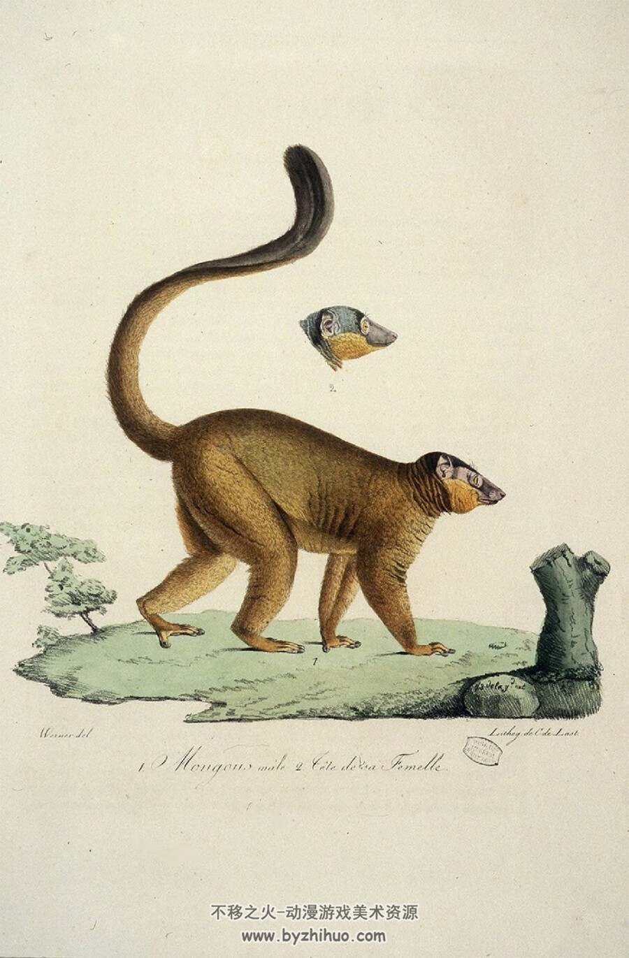 哺乳动物自然史.插图.1819-1824年 434P PDF格式 百度网盘/阿里云盘下载