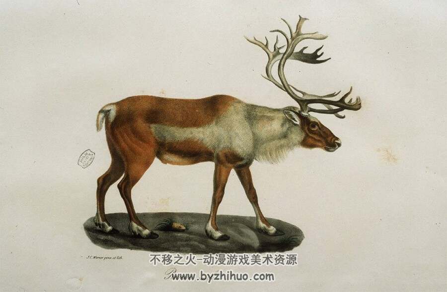 哺乳动物自然史.插图.1819-1824年 434P PDF格式 百度网盘/阿里云盘下载