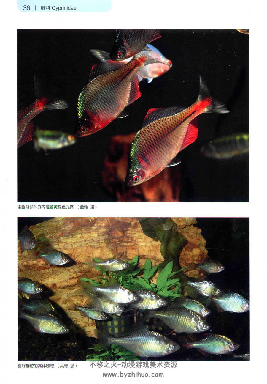 中国原生观赏鱼图鉴 PDF格式 百度网盘下载