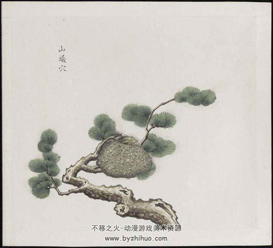 各样药材图册.总十二册.一千二百幅.水粉.外销画 PDF 百度网盘/阿里云盘
