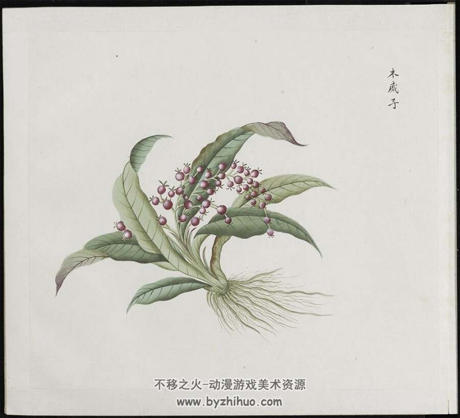 各样药材图册.总十二册.一千二百幅.水粉.外销画 PDF 百度网盘/阿里云盘