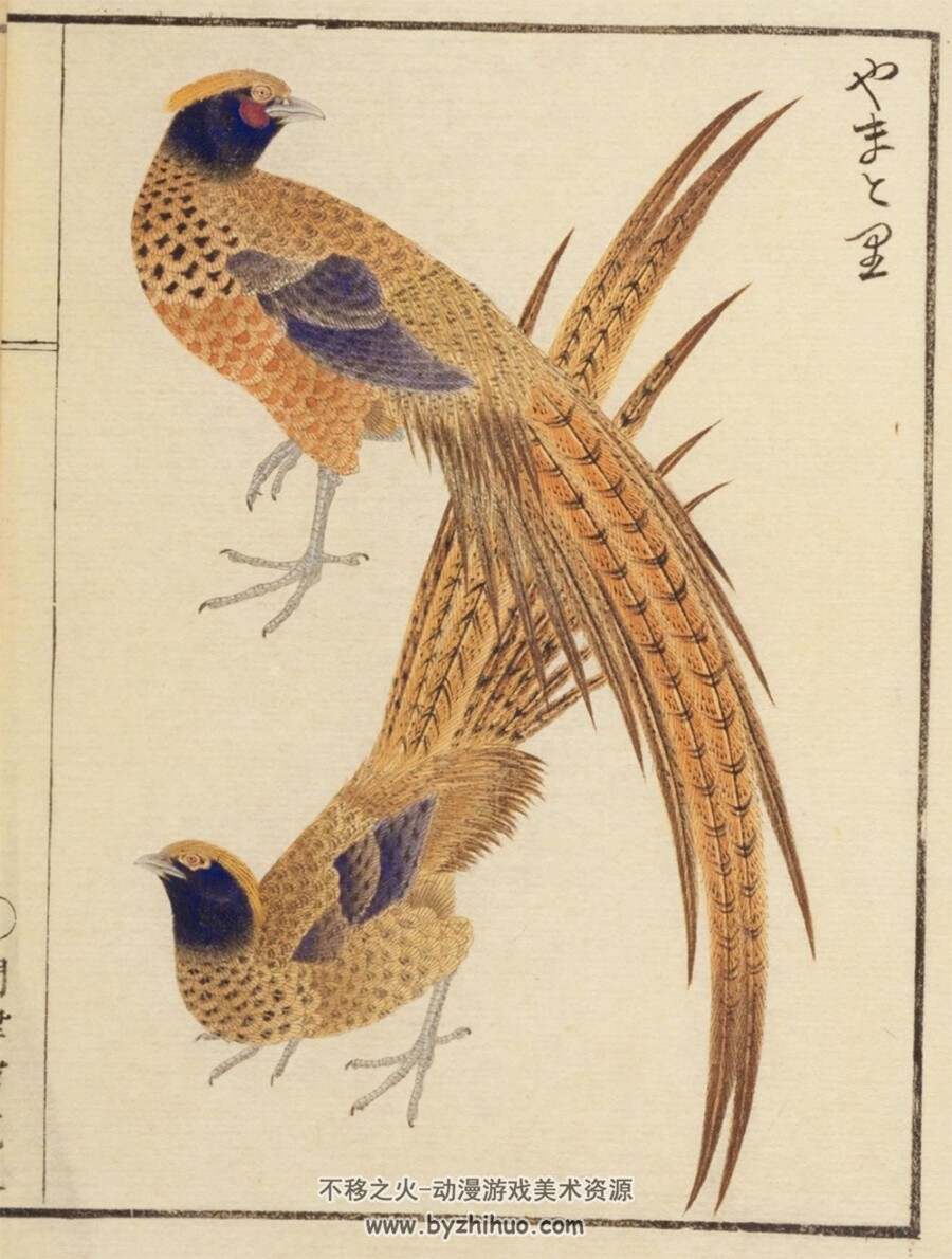 华鸟谱.服部雪斎.画.十九世纪写绘本 71P 百度网盘/阿里云盘下载