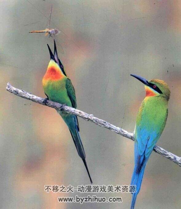 中国鸟类生态大图鉴 鸟类参考素材 PDF下载 百度网盘下载