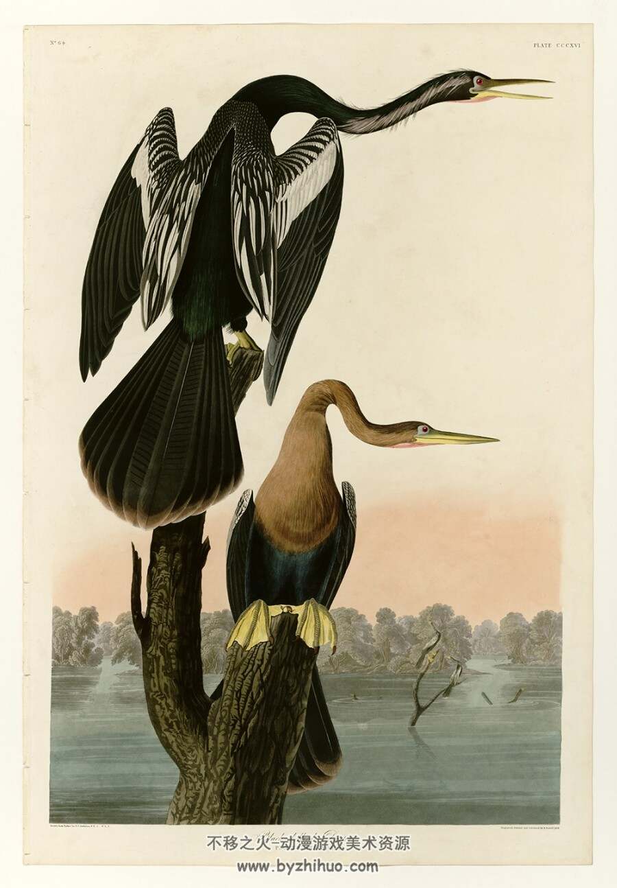 美国鸟类图鉴.四册全.8.15G.The Birds of America.1827–1838.百度网盘/阿里云盘