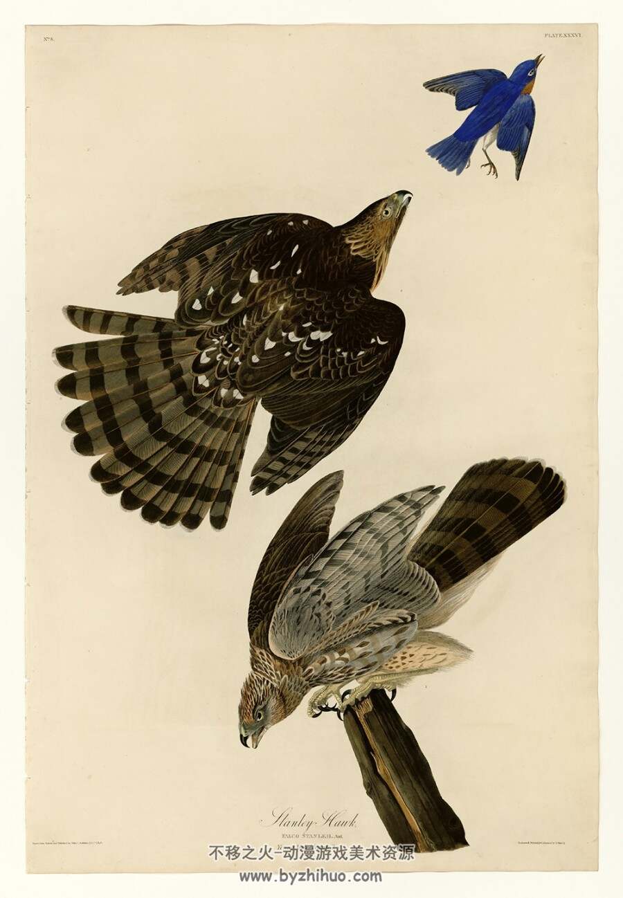 美国鸟类图鉴.四册全.8.15G.The Birds of America.1827–1838.百度网盘/阿里云盘