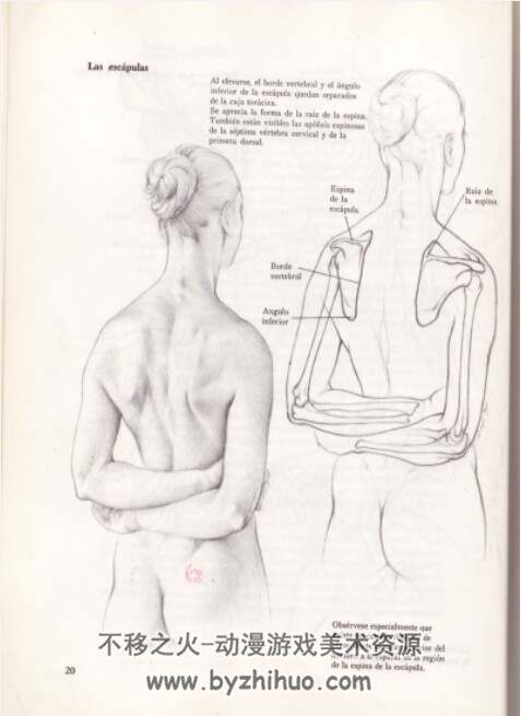 人体解剖素描 dibujo.anatómico.de.la.figura.humana PDF 百度盘 142P