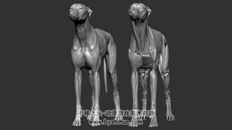 动物解剖图集 Creature Anatomy 百度网盘分享下载