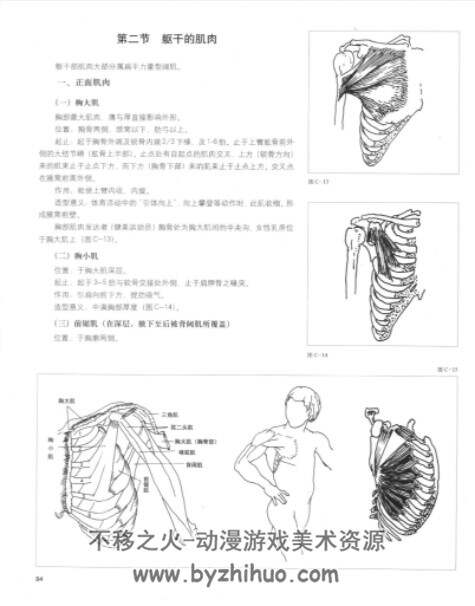 美术艺用造型解剖学 PDF格式 百度网盘下载 215P