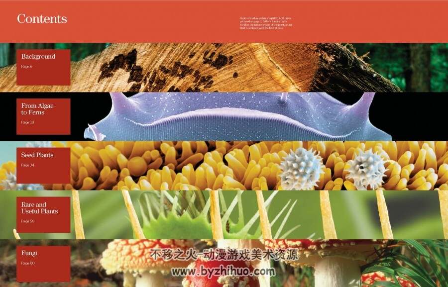 科学图解丛书 植物藻类与菌类 PDF格式 百度网盘下载