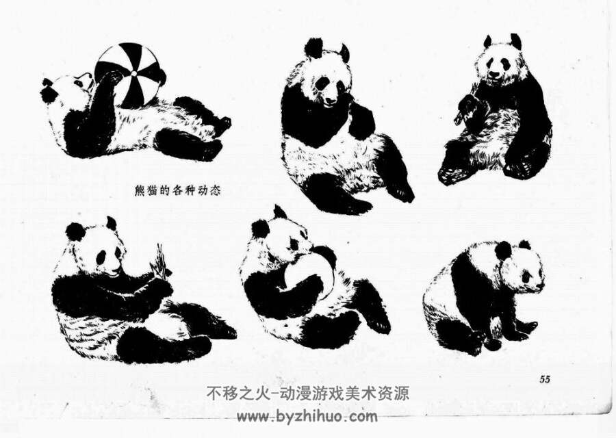 动物画参考资料 美术绘画资源 百度网盘下载