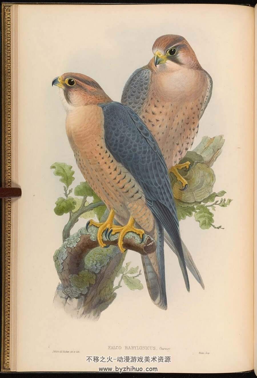 亚洲鸟类版画.Birds of Asia.全7卷.By John Gould.英文本.PDF格式.百度网盘/阿里云盘