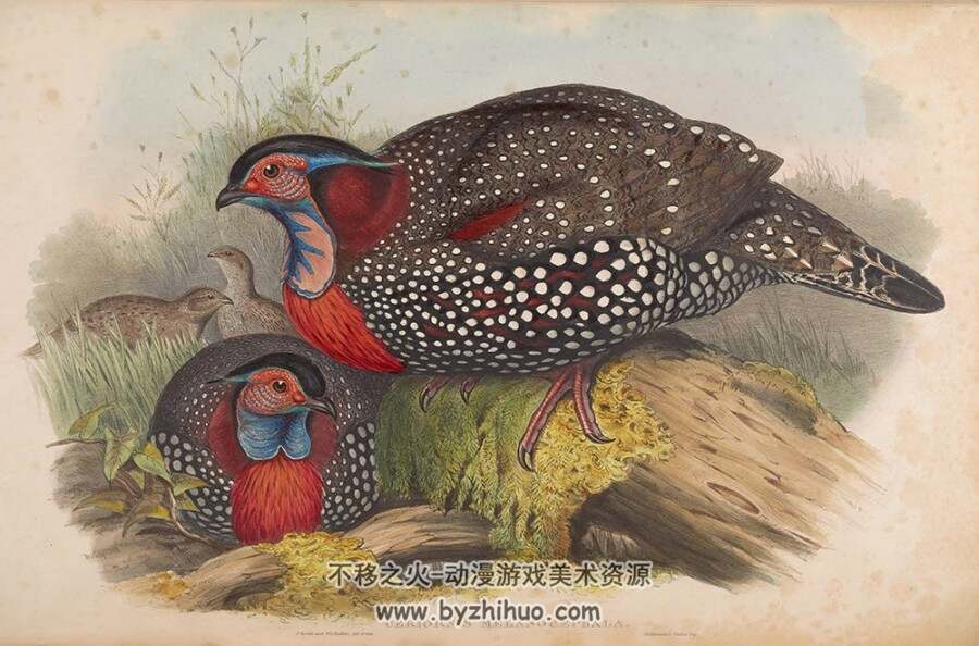 亚洲鸟类版画.Birds of Asia.全7卷.By John Gould.英文本.PDF格式.百度网盘/阿里云盘