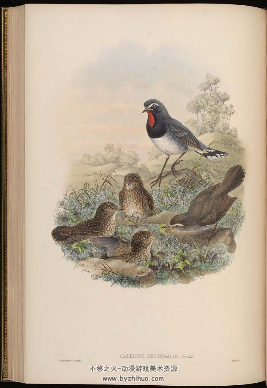 亚洲鸟类版画.Birds of Asia.全7卷.By John Gould.英文本.PDF格式.百度网盘/阿里云盘