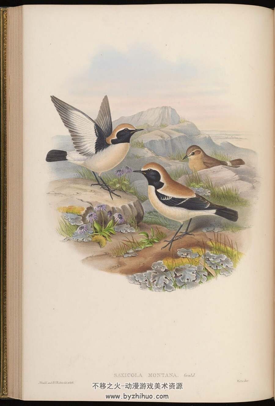 亚洲鸟类版画.Birds of Asia.全7卷.By John Gould.英文本.PDF格式.百度网盘/阿里云盘