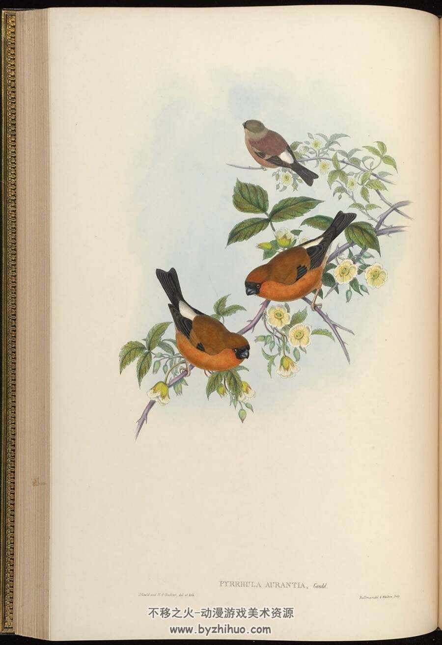 亚洲鸟类版画.Birds of Asia.全7卷.By John Gould.英文本.PDF格式.百度网盘/阿里云盘