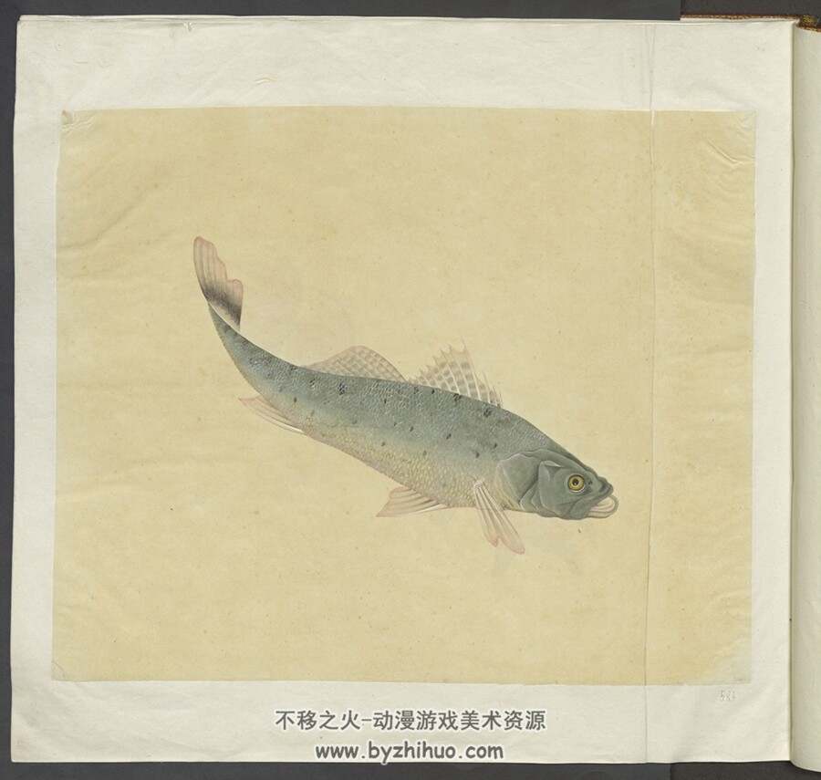 外销画册.水粉画.水族生物.奥地利国家图书馆藏.45P.1GB.jpg/pdf.百度/阿里网盘