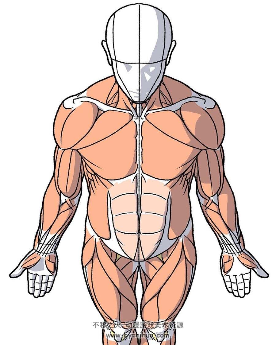 人体肌肉结构模型参考图 美术绘画素材 百度网盘下载 78P