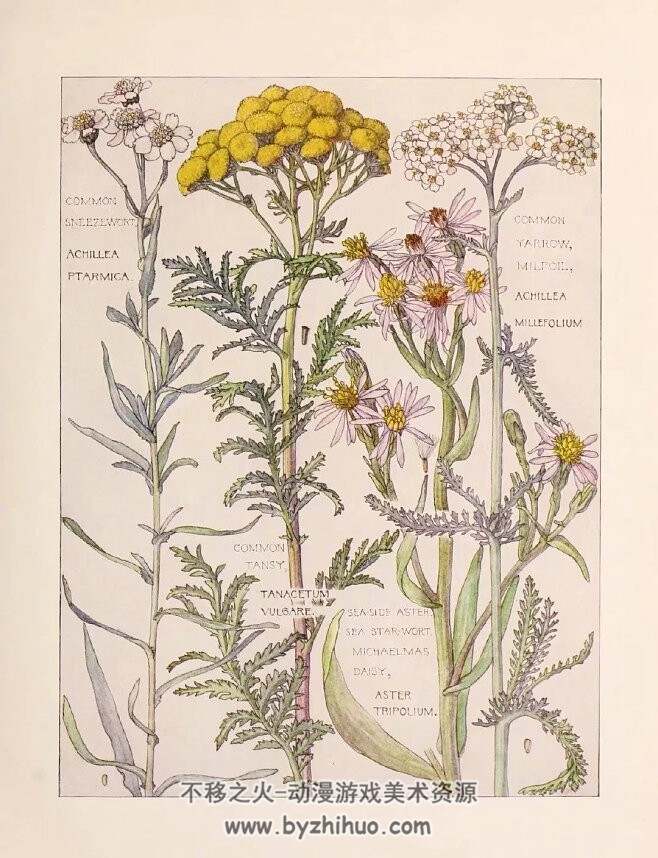 大不列颠群岛野花wild flowers of british isles H.Isabel Adams著 PDF版 百度云下载