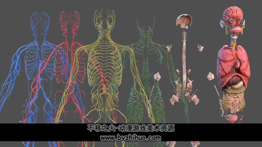 完整解剖学 男性 Male Full Body Anatomy 百度网盘下载 88P 71.0MB