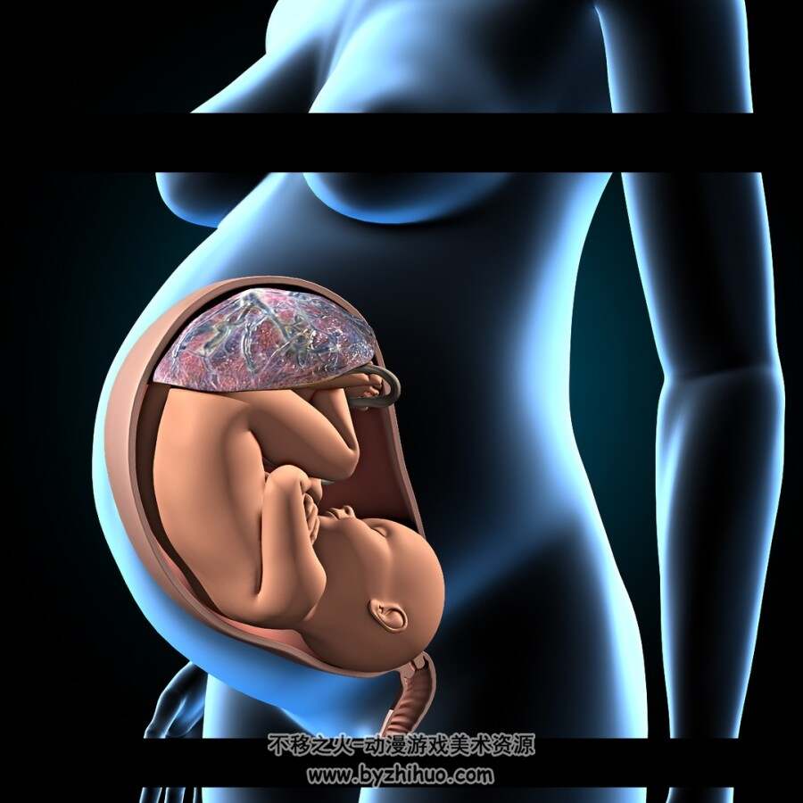 解剖学 女性孕期胎儿 pregnant woman fetus uterus 百度网盘下载 42P