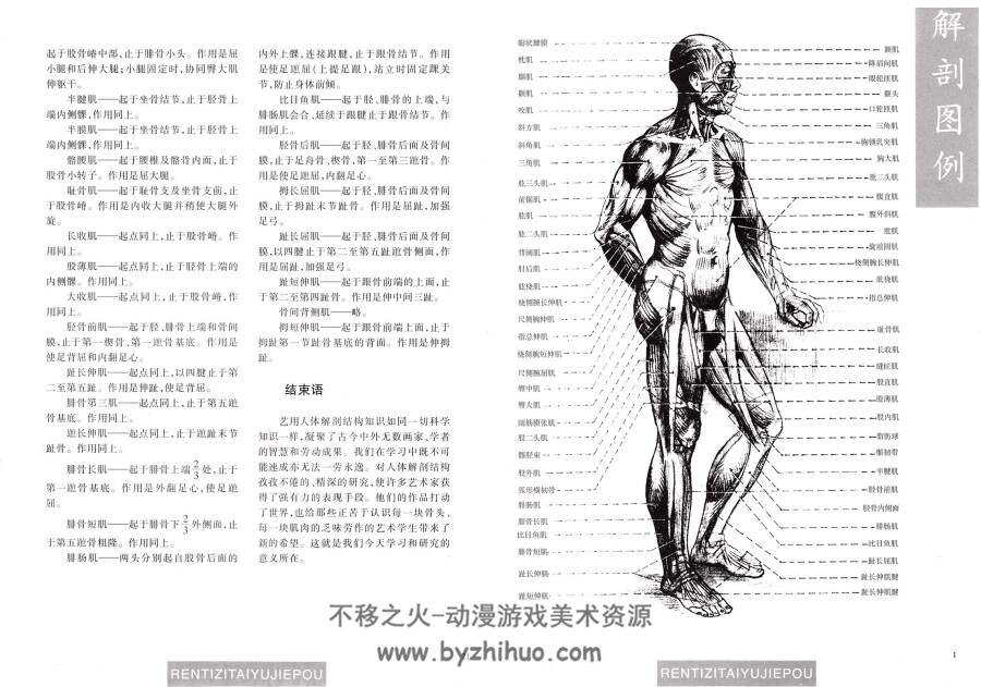 人体姿态与解剖 动态静态 PDF格式 百度网盘下载 38.8 MB