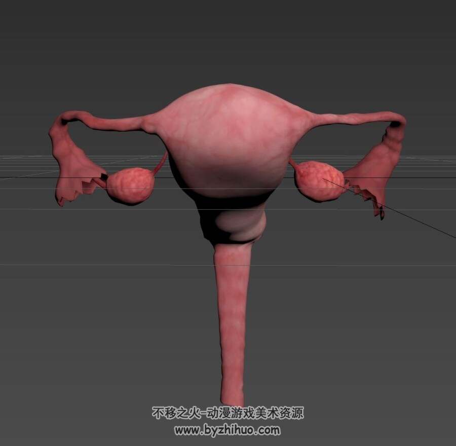 人体器官 子宫3D模型 百度网盘下载