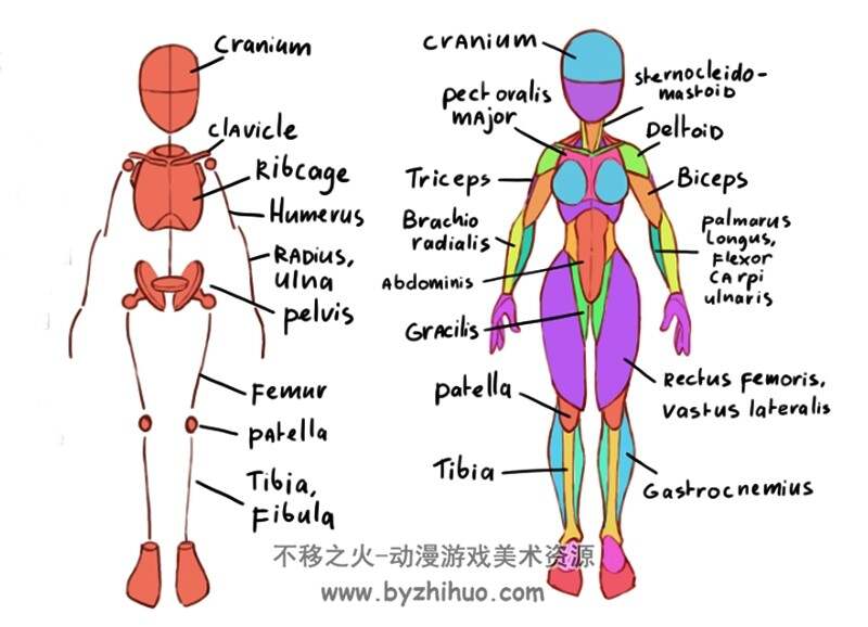 如何绘制人体腿部足部 结构动态绘画 美术素材参考 百度网盘下载