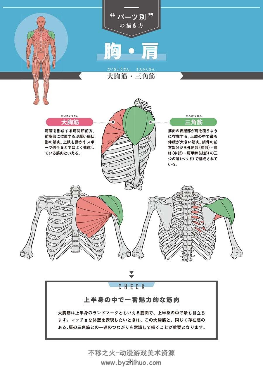 筋肉を描く! 部位別でわかる構造から描き分けま 肌肉的画法 百度网盘下载